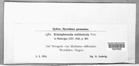 Sclerophomella meliloticola image